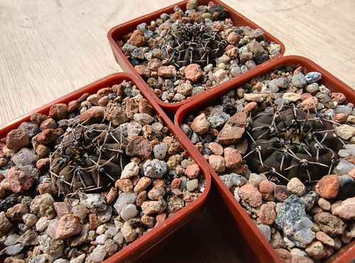 Gymnocalycium obductum JS273