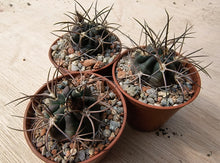 Acanthocalycium munitum