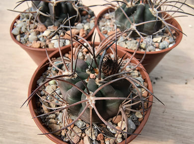 Acanthocalycium munitum