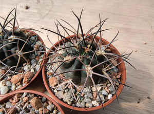 Acanthocalycium munitum