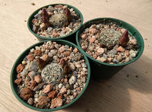 Sulcorebutia crispata RH1575