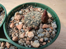 Sulcorebutia crispata RH1575