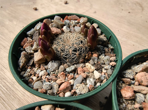 Sulcorebutia crispata RH1575