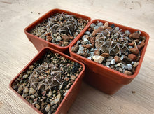 Gymnocalycium riojense JN60