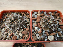 Gymnocalycium riojense JN60