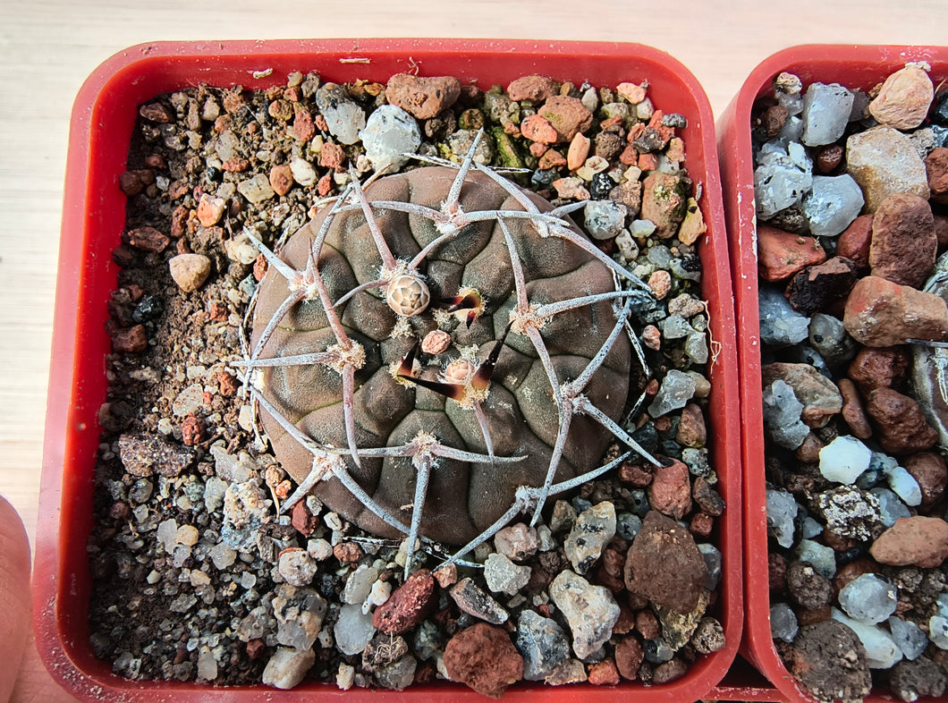 Gymnocalycium riojense JN60