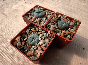 Lophophora williamsii P3402/1
