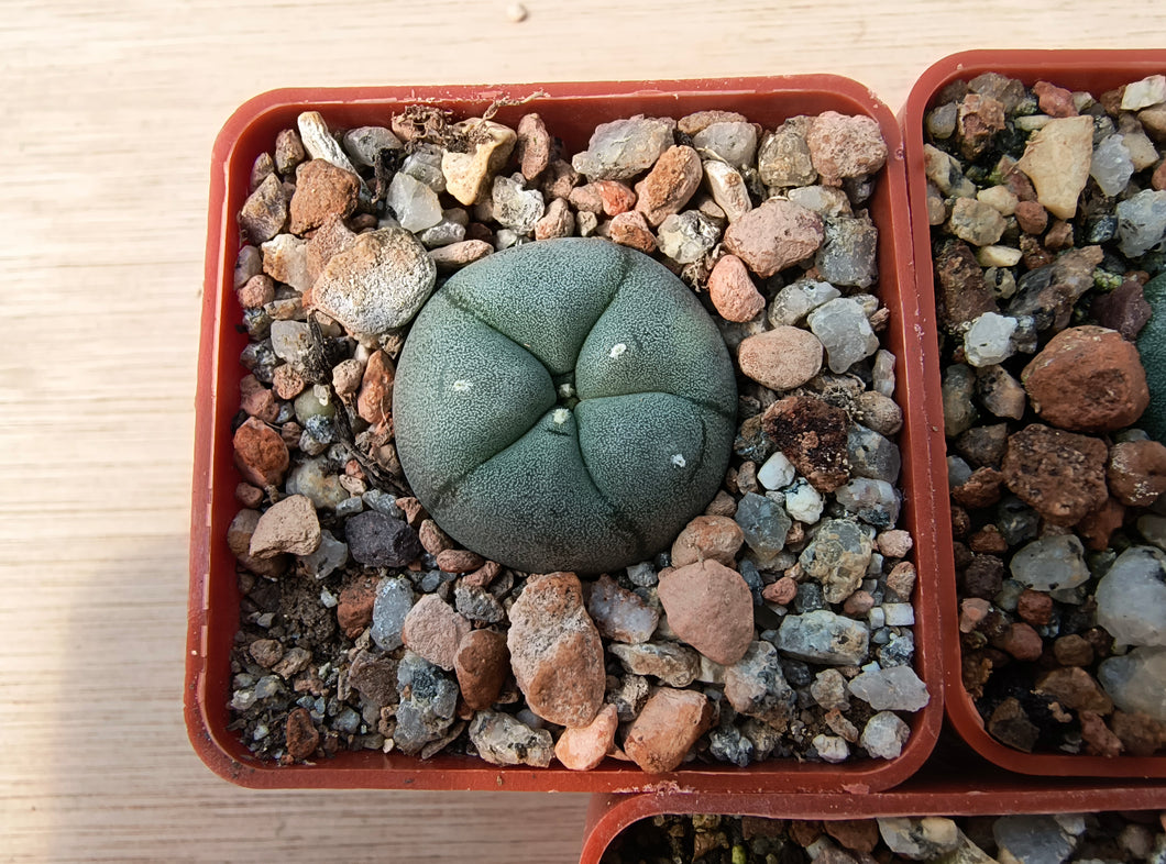 Lophophora williamsii P3402/1