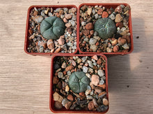 Lophophora williamsii P3402/1