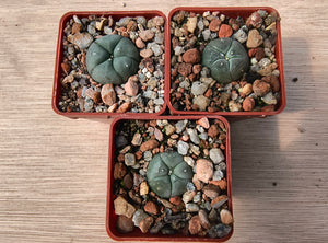 Lophophora williamsii P3402/1