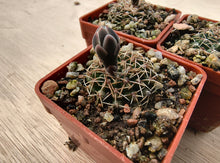 Gymnocalycium quehlianum v.kleinianum VoS666