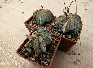 Astrophytum niveum PP398