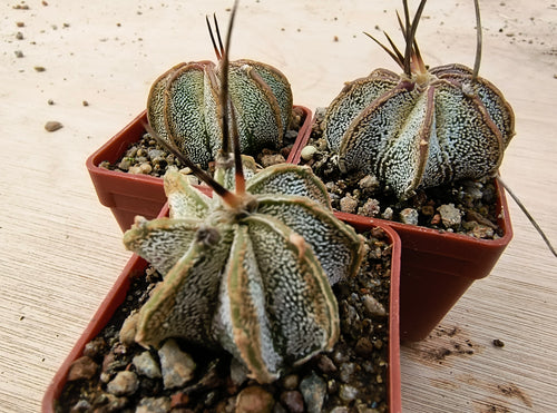Astrophytum niveum PP398