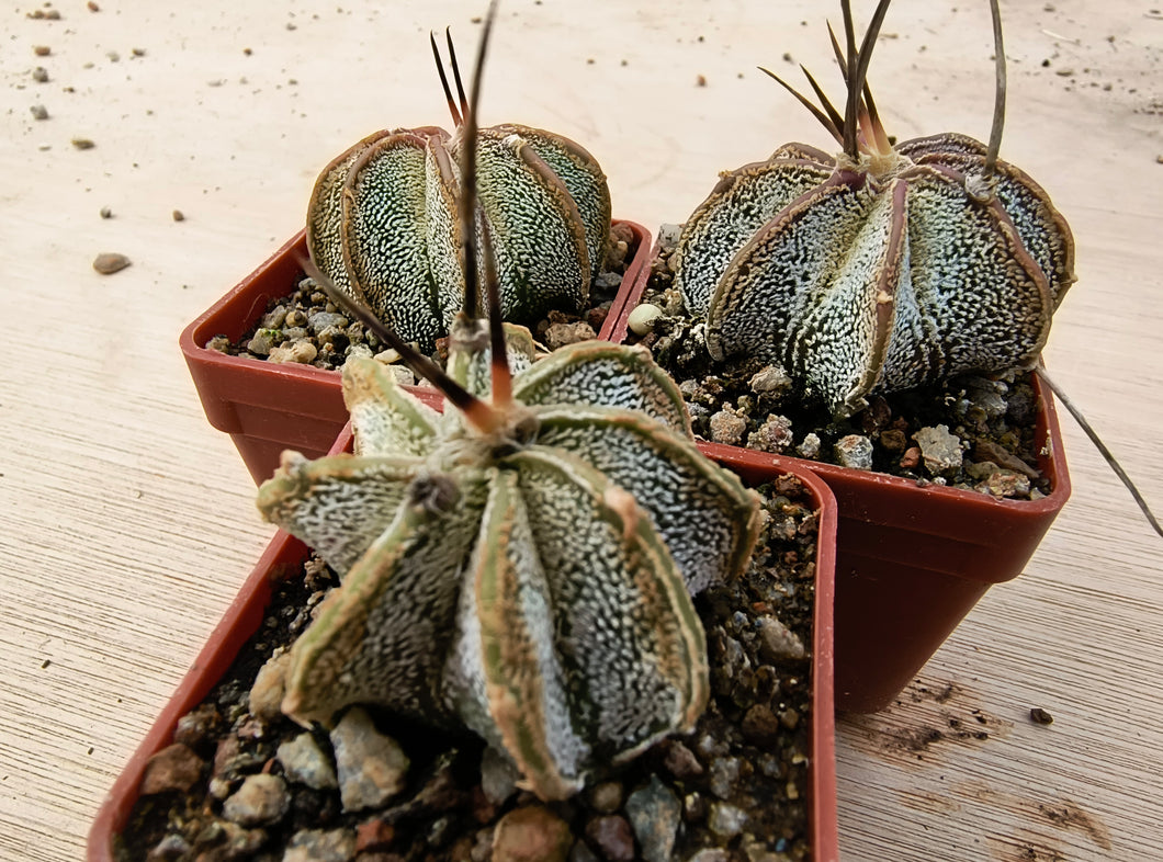 Astrophytum niveum PP398