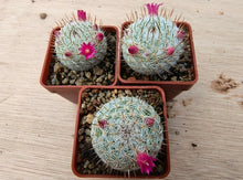 Mammillaria haageana elegans