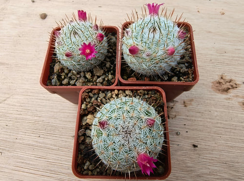 Mammillaria haageana elegans