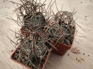 Astrophytum capricorne minor PP473