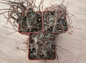 Astrophytum capricorne minor PP473
