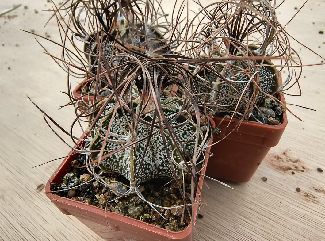 Astrophytum capricorne minor PP473