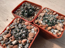 Gymnocalycium parvulum subsp. agnesiae VoS716