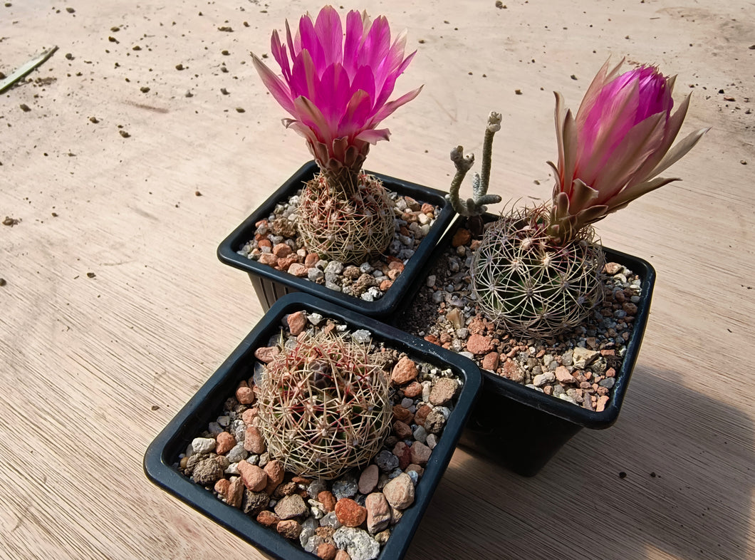 Thelocactus bicolor ssp. schwarzii