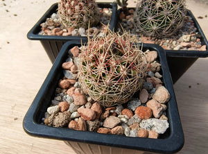 Thelocactus bicolor ssp. schwarzii