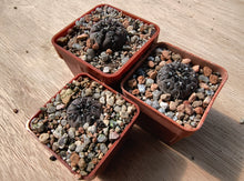 Gymnocalycium berchtii JPR 451/1545