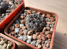 Gymnocalycium berchtii JPR 451/1545