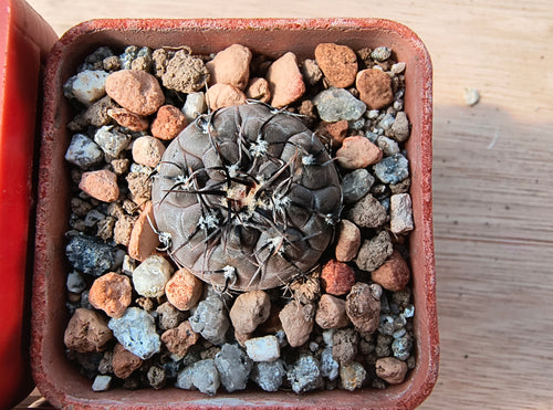 Gymnocalycium berchtii JPR 451/1545