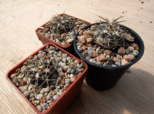 Acanthocalycium glaucum LF38