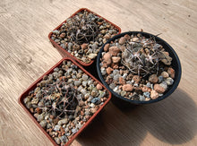 Acanthocalycium glaucum LF38