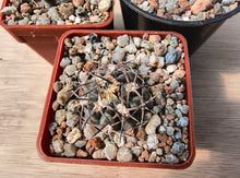 Acanthocalycium glaucum LF38