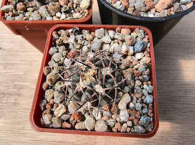 Acanthocalycium glaucum LF38