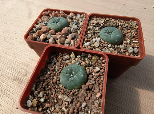 Lophophora williamsii RS268