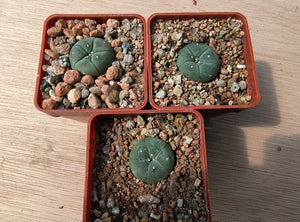 Lophophora williamsii RS268