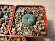 Lophophora williamsii RS268