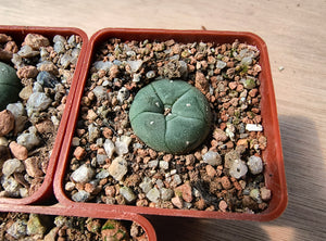Lophophora williamsii RS268