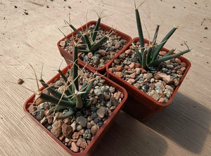 Leuchtenbergia principis