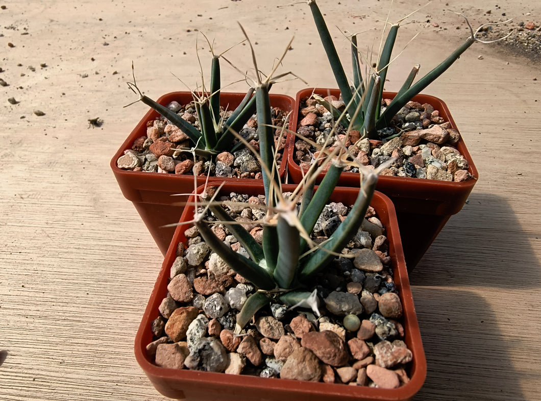 Leuchtenbergia principis