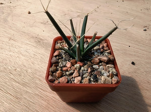 Leuchtenbergia principis