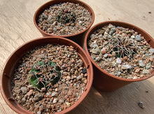 Gymnocalycium schreiteri L439