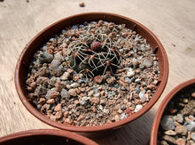 Gymnocalycium schreiteri L439