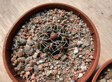 Gymnocalycium schreiteri L439