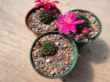 Sulcorebutia polymorpha VS378