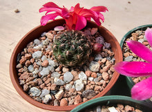 Sulcorebutia polymorpha VS378