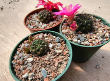 Sulcorebutia polymorpha VS378