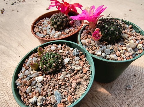 Sulcorebutia polymorpha VS378