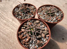 Gymnocalycium bayrianum VoS816