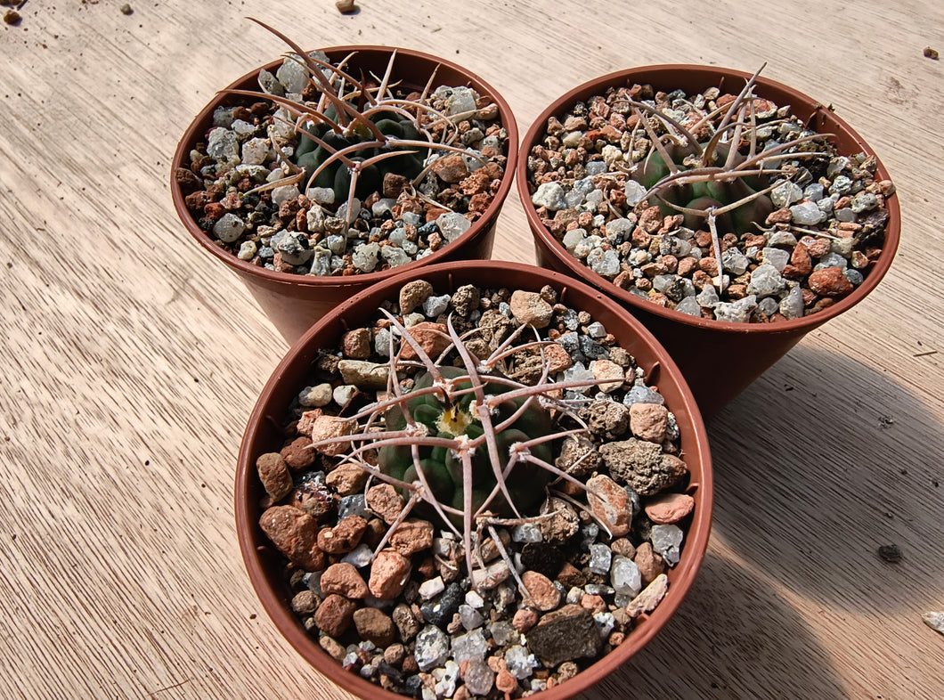 Gymnocalycium bayrianum VoS816