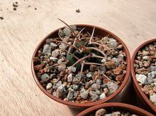Gymnocalycium bayrianum VoS816